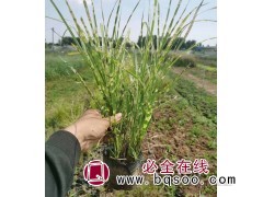 斑叶芒观赏草，青州斑叶芒价格，斑叶芒品种，斑叶芒基地 润景图1
