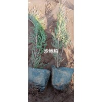 沙地柏 耐旱性强 可作水土保持及固沙造林沙地柏树种 润景花卉