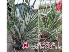 花叶蒲苇生长习性 蒲苇-蒲苇-花叶蒲苇 观赏草应用 润景花卉图1