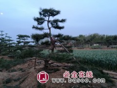 造型松-造型黑松-山东景松基地直供-价格实惠 莱芜汇赢园林图1