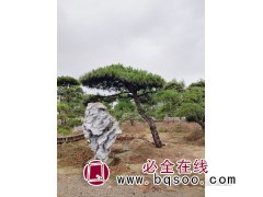 容器油松造型松,景观松,造型松基地.1600亩造型松 汇赢图1