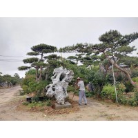 造型松|造型黑松|油松|泰山松-莱芜汇赢园林-城市景观树