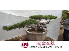 莱芜造型松盆景 大规格景松基地 山东景松盆景价格 汇赢园林图1