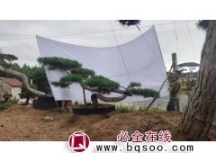 莱芜景观松-造型油松-造型松的价格-造型景观松基地-汇赢园林图1