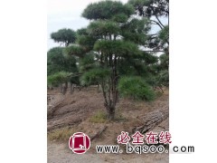 山东景观松基地-造型黑松-造型松价格-造型油松批发-汇赢园林图1