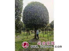 高杆桂花-选成都盛禾远景-专业高杆桂花-品种多品质好 桂花树图1