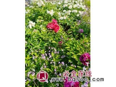 绿化工程项目专用牡丹树,长期直销牡丹树 园林工程 呈祥苗木图1