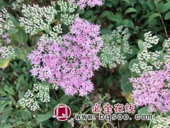 粉八宝景天 景天小苗批发 园林绿化 八宝景天钵苗售 晨曦苗木图1