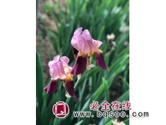 印度首领鸢尾图1