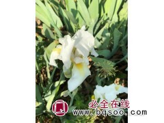 不朽白鸢尾图1
