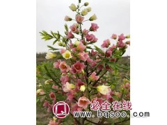 文冠果苗图1