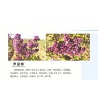 罗蓝紫丁香 丁香价格 北京丁香苗销售 园林绿化应用 江山园林