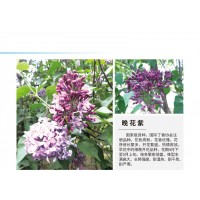 晚花紫系列丁香树 园林行道树 丁香树应用 紫丁香 江山园林
