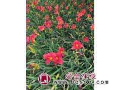 河北红宝石萱草种植基地 适应性较强 多年生宿根草本 晨曦园林图1