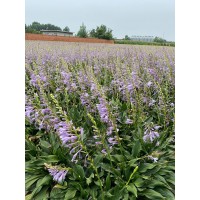紫花玉簪苗