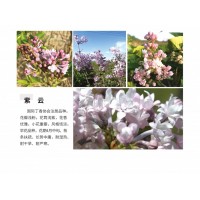 国际丁香协会注册品种 紫云丁香树价格 北京江山园林 丁香