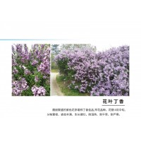 靓丽繁盛的紫色花序 花叶丁香树销售价格 北京江山园林 丁香