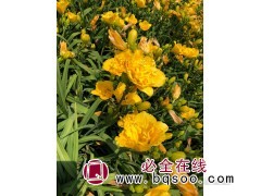 河北奶油卷萱草 专供绿化 花期长易种植 易成活 晨曦园林图1