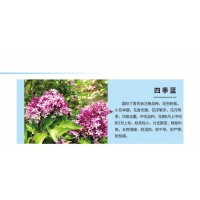 四季蓝丁香 北京江山园林 丁香苗销售 园林绿化工程 行道树