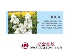 长筒白丁香价格 园林新品 白色丁香 丁香园林苗 江山园林图1