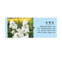 长筒白丁香价格 园林新品 白色丁香 丁香园林苗 江山园林