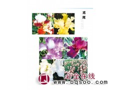 鸢尾苗 鸢尾基地 北京水生鸢尾 精品鸢尾 水生鸢尾 江山园林图1