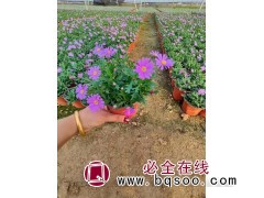 姬小菊钵苗销售 山东草花应用 时令草花小苗销售 嘉业花卉图1