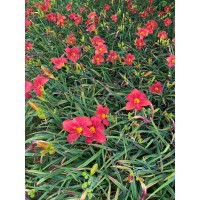 红宝石萱草花期长 花径大 适用于在城市公园广场绿地点缀 晨曦