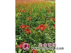 红色海盗萱草苗花期长 植株易存活 红色海盗萱草 晨曦苗木图1