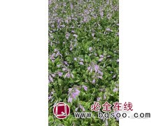金冠玉簪苗 时令草花 美化家居环境观赏效果佳 玉簪苗 晨曦图1