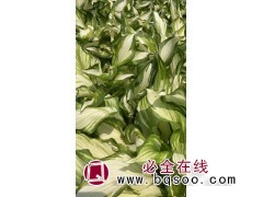 花叶玉簪苗 玉簪小苗批发 花期长 叶丛绿色期长 晨曦苗木图1