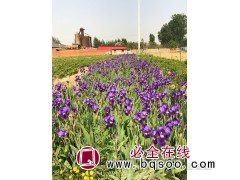 德国紫褐鸢尾苗 鸢尾苗销售价格 园林工程点缀花卉 晨曦苗木图1