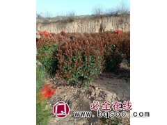 现挖出售红叶石楠球 公园景区绿化苗木 耐寒耐旱 绿丰园林图1