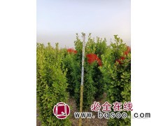2米高黄杨柱价格 洛阳黄杨柱销售价格 园林工程 绿丰园林图1