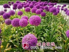 大花葱