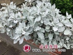 银叶菊