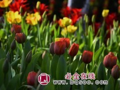 郁金香