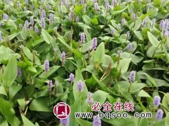再力花