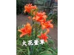 萱草系类