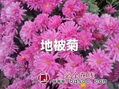 地被菊据