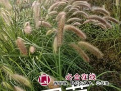 狼尾草