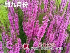 千屈菜