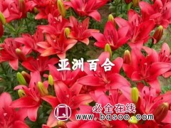 亚洲百合