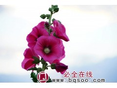 蜀葵种子图1