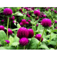 千日紫 花期长 喜光耐热 花海设计 草花种子销售 刚晨种业