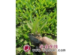 鞍山玉簪-批发-玉簪苗-全国热销-玉簪苗-东北耐寒宿根花卉图1