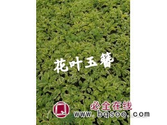 花叶玉簪 东北耐寒宿根花卉 专供各类玉簪苗 花叶玉簪应用范围图1