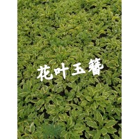 花叶玉簪 东北耐寒宿根花卉 专供各类玉簪苗 花叶玉簪应用范围