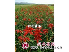 红花萱草急售-萱草苗批发-鞍山大型萱草基地-东北耐寒宿根花卉图1