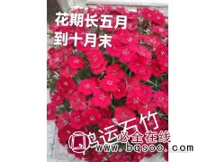 鸿运石竹 花坛租摆观赏用宿根小苗 鞍山花卉 东北耐寒宿根花卉图1